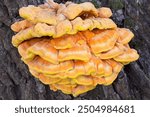 Laetiporus sulphureus is a species of bracket fungus (fungi that grow on trees) found in Europe. Its common names are crab-of-the-woods, sulphur polypore, sulphur shelf, and chicken-of-the-woods