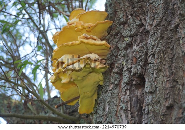 Laetiporus\
sulphureus is a species of bracket fungus found in Europe and North\
America. Its names are sulphur polypore, sulphur shelf, crab or\
chicken of the woods. Garbsen,\
Germany.