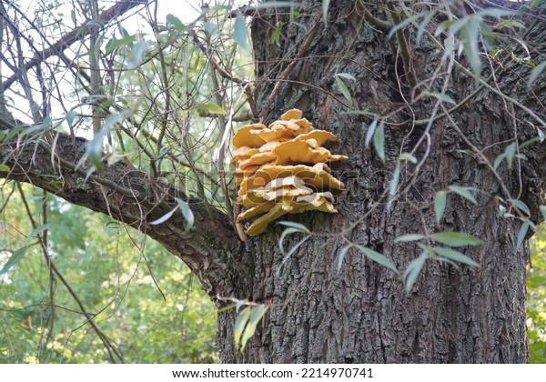 Laetiporus
sulphureus is a species of bracket fungus found in Europe and North
America. Its names are sulphur polypore, sulphur shelf, crab or
chicken of the woods. Garbsen,
Germany.