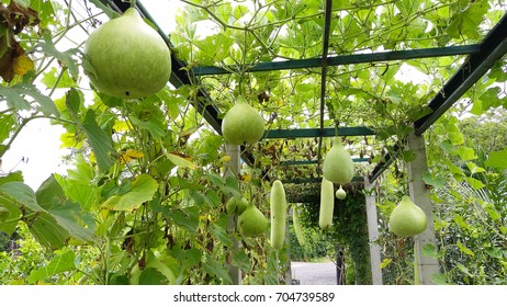 Lagenaria Siceraria Stock Photo 704739589 | Shutterstock