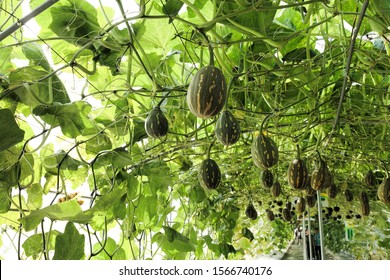 Lagenaria Siceraria Trellis Make Great Support Stock Photo 1566740176 ...