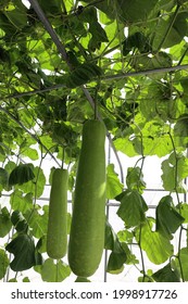 Lagenaria Siceraria Trellis Make Great Support Stock Photo 1998917726 ...