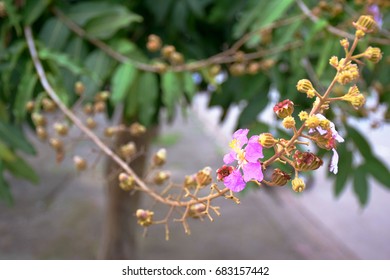 Lagerstroemia
