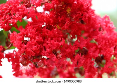 lagerstroemia flower, Lagerstroemia indica, crape myrtle, crepe myrtle, crepeflower
