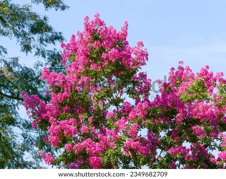 (Lagerstroemia indica) Crepe myrtle tree. Beautiful inflorescence of pink fuchsia crimped petals and small oval-shaped green leaves on blue sky background
