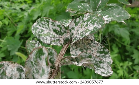a 'Lagerstroemia indica' suffering from 'Powdery mildew'.