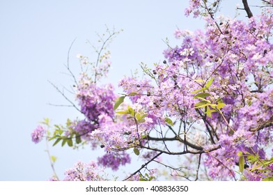 Lagerstroemia in selective focus point