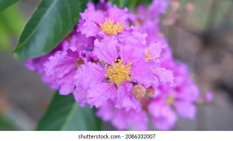 1,745 Purple crepe myrtle Images, Stock Photos & Vectors | Shutterstock