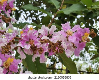 Lagerstroemia Speciosa Giant Crepemyrtle Queens Crepemyrtle Stock Photo ...