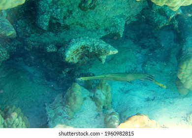 Lagon With Corals And Bora Bora Fish - French Polynesia 