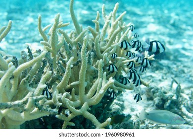 Lagoon With Corals And Bora Bora Fish - French Polynesia 