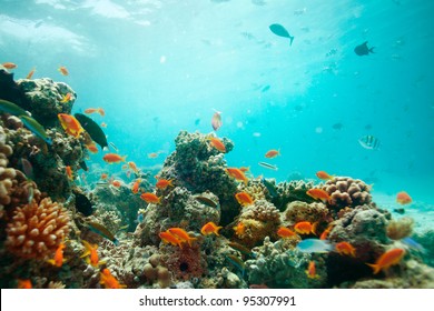 lagoon with corals full of fishes - Shutterstock ID 95307991