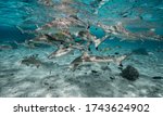 Lagoon Polynesia black tip shark feeding (Carcharhinus melanopterus)