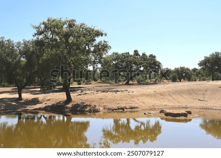 Similar – Image, Stock Photo Holm oak tree holm oak