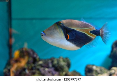 Lagoon Triggerfish Coral Reef Clown Triggerfish