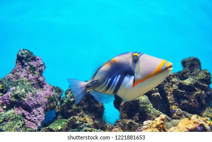 Lagoon Triggerfish Coral Reef Clown Triggerfish