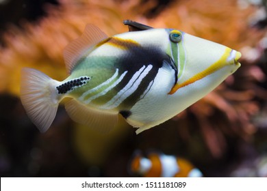 Lagoon triggerfish (Rhinecanthus aculeatus), also known as the Picasso triggerfish.