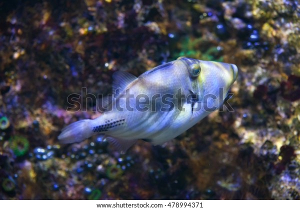 Lagoon Triggerfish Rhinecanthus Aculeatus Known Picasso Stock Photo ...