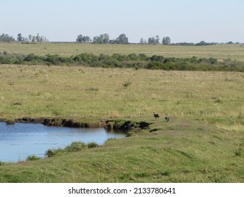 Lagoon, Water And Grass  Anseriformes  It Is Found In Southeastern Peru, Northern Bolivia, Paraguay, Southern Brazil, Uruguay And Northern Argentina 