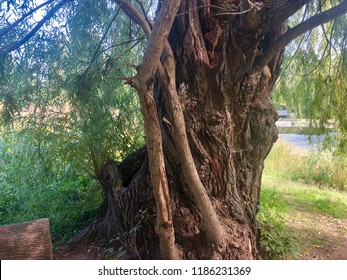 Lagoon Willow Tree Aged Trunk