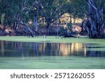 Lagoons near the banks of the Murray River between Howlong and Corowa