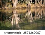 Lagoons near the banks of the Murray River between Howlong and Corowa