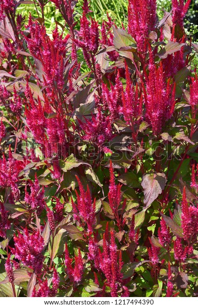 Lagos Spinach Celosia Argentea Growing Vegetable Stock Photo 1217494390 ...