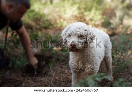 Lagotto Romagnolo dog, renowned truffle hunting breed. Looking for truffles with its owner in the forest. Specialized dog at work