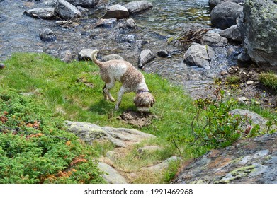 A Lagotto Romagnolo Dog Very Interested In Cow Shit