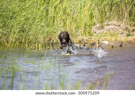 Similar – water rat Pet Labrador