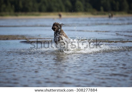 Lagotto romagnolos are having fun at the beach. Image taken during sunset. The dog is enjoying a lot running in a water. The dog's breed is also known as Italian waterdog.