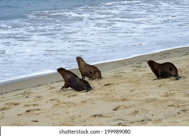 LAGUNA BEACH, CA - JUNE 21, 2014: Admitted to the Pacific Marine Mammal Rescue Center as pups suffering from malnutrition and dehydration.  Now healthy, these Sea Lions were released back to the wild.