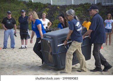 LAGUNA BEACH, CA - JUNE 21, 2014: Volunteers from the Pacific Marine Mammal Rescue Center in Laguna Beach assisted with the release of four Sea Lions rehabilitated at the center.