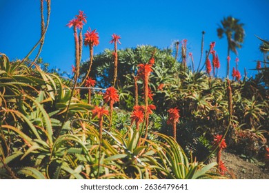 The Laguna beach in Southern Califronia
