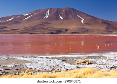 Laguna Colorada - Bolivia