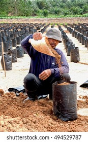 Lahad Datu, Malaysia - 24 FEB 2015, Man woker fill soil into a big poly bags in main nursery for plant palm oil seedlings.