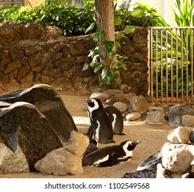 Lahaina (Maui), Hawaii / USA - February 17, 2016:  Penguins At Hyatt Regency Maui (South African Black Footed Penguins)                             