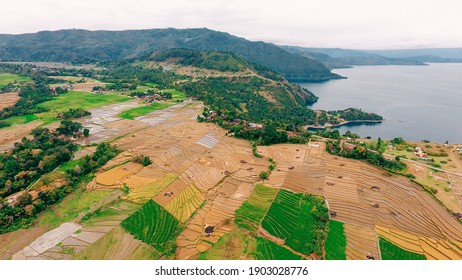 Lahan Sawah Di Daerah Desa Tarabunga, Balige Danau Toba