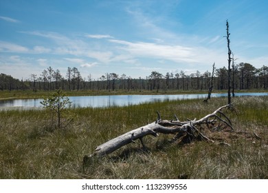 Lahemaa National Park In Estonia