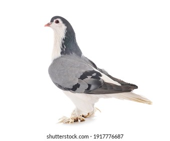 117 Lahore Pigeon Images, Stock Photos & Vectors | Shutterstock