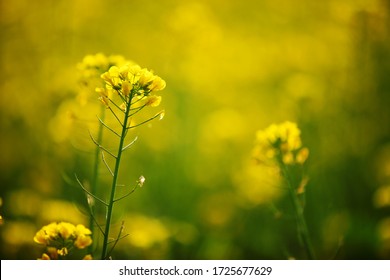 Lahore , Punjab ,Pakistan  - December 18, 2018: Mustard Plant In Fields