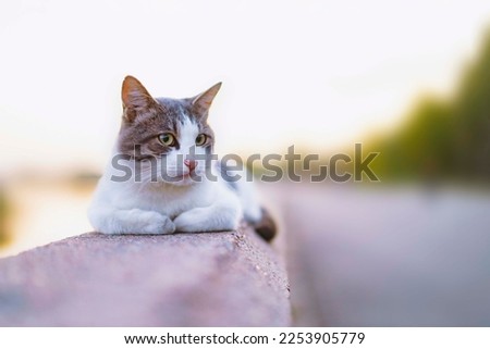 A laid-back cat with yellow eyes lies on a stone balustrade on sunset, gray tabby cat High quality photo