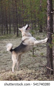 Laika Type Hunting Dog Barking Up A Tree In Pine Tree With Reindeer Lichens In Siberia, Standing With Front Paws On The Tree