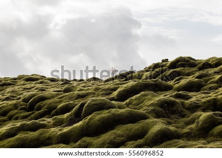 Lakagigar in southern Iceland where a miniature birch tree pokes out of thick green moss growing over rocks from an old lava flow in 1783-84