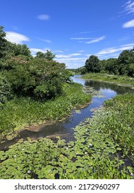 Lake Artemesia, College Park, Maryland, USA In June