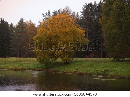 Lake in the autumn park. The leaves are falling. Autumn beauty.