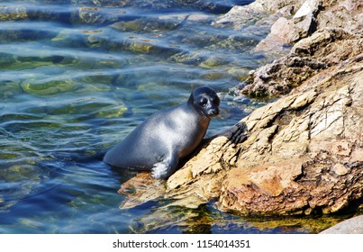 Lake Baikal. Wild Baikal Seal Is Heated On A Stone