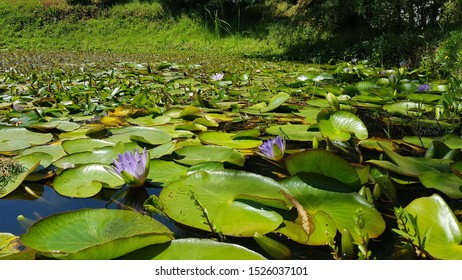 A Lake With Beautiful Lilies In A Flower Farm Close To Nakuru, Kenya 