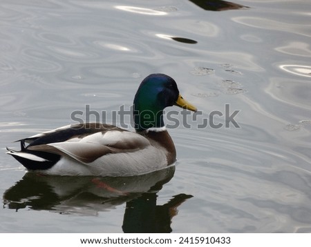 Lake Bird Duck Water Swim Nature