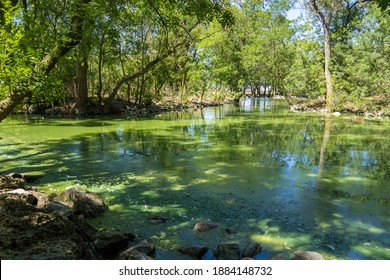 Lake for birds in the Natural reserve Askania Nova in Ukraine on a sunny day. Panorama of the mirror water surface of an artificial pond covered with green algae and duckweed. Stagnant green water.